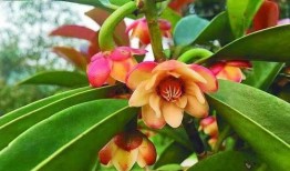 枫丹植物爆料最新消息新闻,神秘植物家族即将亮相，生态画卷再添新彩